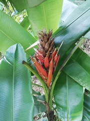 Musa coccinea