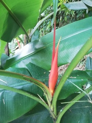 Musa coccinea