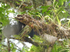 Tillandsia seleriana