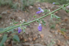 Salvia amissa