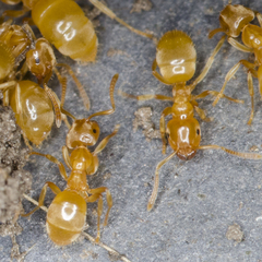 Lasius flavus