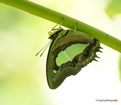 Polyura
