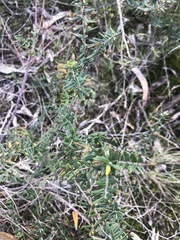Bossiaea cinerea