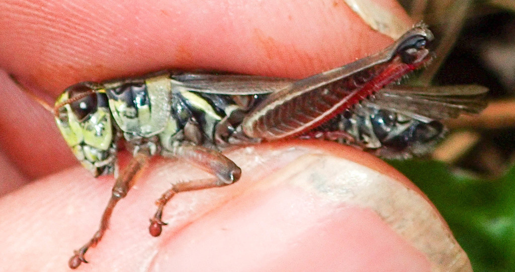 Northern Spur-throat Grasshopper