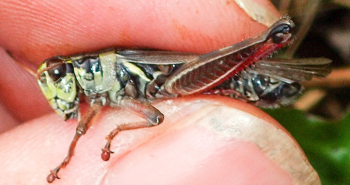 Northern Spur-throat Grasshopper