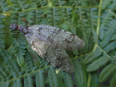 Orohermes crepusculus