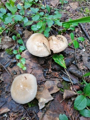 Thaxterogaster porphyropus