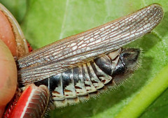 Melanoplus borealis