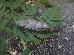 Orohermes crepusculus