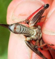 Melanoplus borealis
