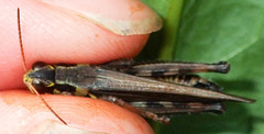 Melanoplus borealis