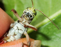 Melanoplus borealis