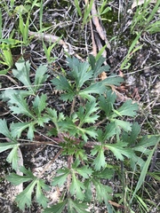 Trachymene composita