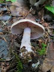 Thaxterogaster porphyropus