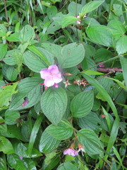 Heterocentron muricatum