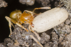Lasius flavus