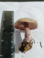 Thaxterogaster porphyropus