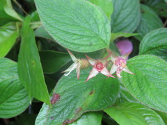 Heterocentron muricatum