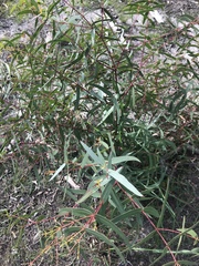 Eucalyptus viminalis pryoriana