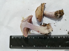 Thaxterogaster porphyropus