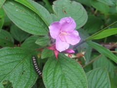 Heterocentron muricatum