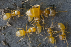 Lasius flavus