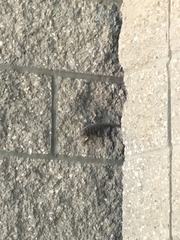 Sceloporus uniformis