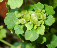 Chrysosplenium tetrandrum
