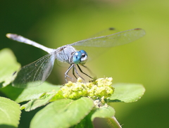 Diplacodes trivialis