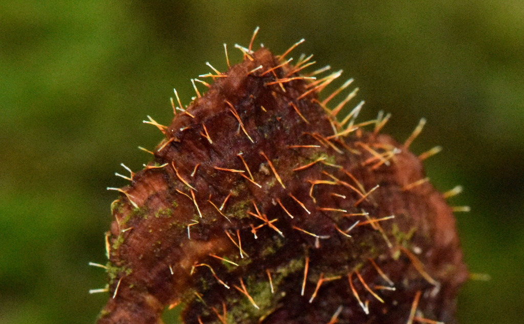 Sphaerostilbella aurifila