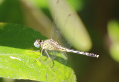 Diplacodes trivialis
