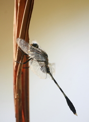 Orthetrum sabina