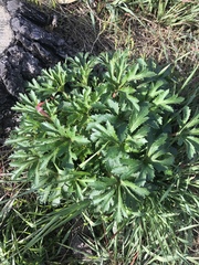 Trachymene composita