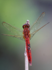 Crocothemis servilia