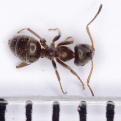 Lasius grandis