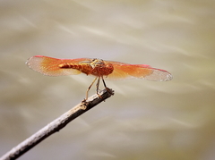 Brachythemis contaminata