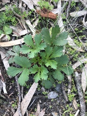 Trachymene composita