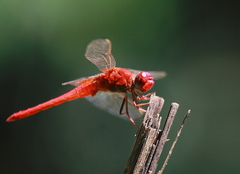 Crocothemis servilia