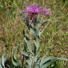Centaurea uniflora