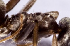 Lasius grandis