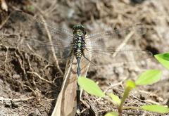 Orthetrum sabina