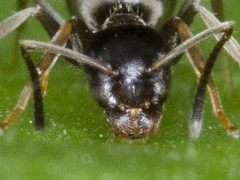 Lasius paralienus