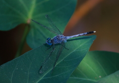 Diplacodes trivialis