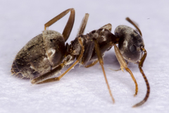 Lasius grandis