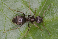 Lasius paralienus
