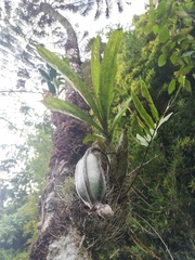 Catasetum