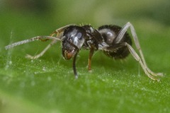 Lasius paralienus