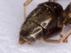 Lasius grandis