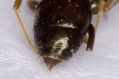 Lasius grandis