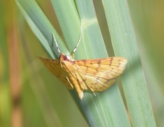 Polygrammodes flavidalis